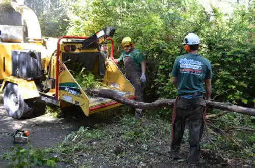 tree services Elsmere